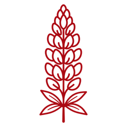 Altramuces